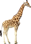 Скачать PNG картинку на прозрачном фоне Жираф, нарисованный, с вытянутой шеей