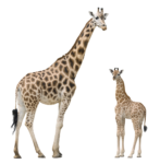 Скачать PNG картинку на прозрачном фоне Жирафенок и жираф рядом