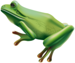 Скачать PNG картинку на прозрачном фоне Зеленая лягушка нарисованная, вид сбоку