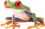 Скачать PNG картинку на прозрачном фоне Зеленая лягушка с соранжевыми глазами и лапками, смотрит вперед