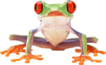 Скачать PNG картинку на прозрачном фоне Зеленая лягушка с соранжевыми глазами и лапками, вид спереди