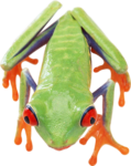 Скачать PNG картинку на прозрачном фоне Зеленая лягушка с соранжевыми глазами и лапками, вид сверху
