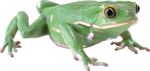 Скачать PNG картинку на прозрачном фоне Зелено-белая лаягушка, смотрит вперед