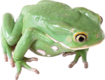 Скачать PNG картинку на прозрачном фоне Зелено-белая лаягушка, ждет, вид сверху
