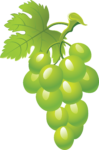Скачать PNG картинку на прозрачном фоне Зеленый нарисованный виноград с листом