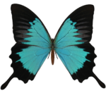 Скачать PNG картинку на прозрачном фоне бабочка, берюзово-черная, нижние части крыльев удлененные