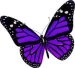 Скачать PNG картинку на прозрачном фоне бабочка черная с фиолетовыми крыльями