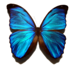 Скачать PNG картинку на прозрачном фоне бабочка черная с изумрудными крыльями