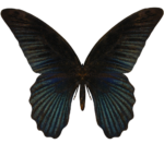 Скачать PNG картинку на прозрачном фоне бабочка черная, скан из журнала