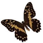Скачать PNG картинку на прозрачном фоне бабочка черная со светлыми пятнами