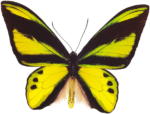 Скачать PNG картинку на прозрачном фоне бабочка, черно-желтая