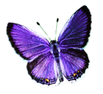 Скачать PNG картинку на прозрачном фоне бабочка фиолетовая