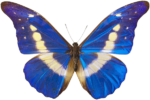 Скачать PNG картинку на прозрачном фоне бабочка, голубая с белыми полосами