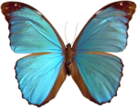 Скачать PNG картинку на прозрачном фоне бабочка изумрудная