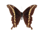 Скачать PNG картинку на прозрачном фоне бабочка коричневая со светлыми мятнами