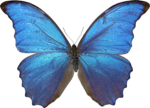 Скачать PNG картинку на прозрачном фоне бабочка, красивые голубые крылья
