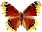 Скачать PNG картинку на прозрачном фоне бабочка, края крыльев желтые