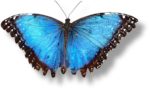 Скачать PNG картинку на прозрачном фоне Бабочка, крылья черно-голубые