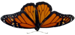Скачать PNG картинку на прозрачном фоне бабочка летит вниз, оранжевая