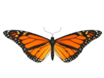 Скачать PNG картинку на прозрачном фоне бабочка летит,оранжевая с длинными крыльями