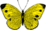 Скачать PNG картинку на прозрачном фоне бабочка нарисованная, черно-желтая