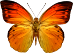 Скачать PNG картинку на прозрачном фоне бабочка, огненная, вид сверху, оранжевая