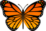 Скачать PNG картинку на прозрачном фоне бабочка, оранжевая, с черными перемычками на крыльях