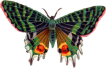 Скачать PNG картинку на прозрачном фоне Бабочка разноцветная из книги
