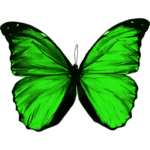 Скачать PNG картинку на прозрачном фоне Бабочка, с зелеными крыльями