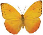 Скачать PNG картинку на прозрачном фоне Бабочка с желто-красными крыльями, вид сверху