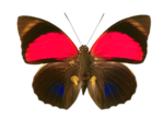 Скачать PNG картинку на прозрачном фоне бабочка, спереди, на нижних крыльях синие пятна