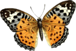 Скачать PNG картинку на прозрачном фоне бабочка, спереди, оранжевые с пятнами