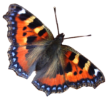 Скачать PNG картинку на прозрачном фоне бабочка, сверху, оранжево-черная