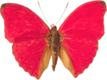 Скачать PNG картинку на прозрачном фоне бабочка, сверху, розовая