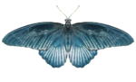 Скачать PNG картинку на прозрачном фоне бабочка сверху, серо-синяя