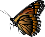 Скачать PNG картинку на прозрачном фоне бабочка вид сбоку, коричневая