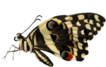 Скачать PNG картинку на прозрачном фоне бабочка вид сбоку, желто-черная