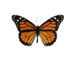 Скачать PNG картинку на прозрачном фоне бабочка, вид сверху, четно-оранжевая