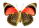 Скачать PNG картинку на прозрачном фоне бабочка, вид сверху, нижние части крыльев в полосах и пятнах