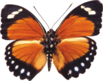 Скачать PNG картинку на прозрачном фоне бабочка, вид сверху, оранжевая с черными краями