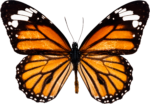 Скачать PNG картинку на прозрачном фоне бабочка, вид сверху, оранжевая, с черными полосами