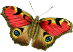Скачать PNG картинку на прозрачном фоне бабочка, вид сверху, с глазками на крыльях