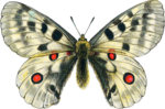 Скачать PNG картинку на прозрачном фоне бабочка, вид сверху, серая, с красными пятнами