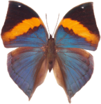 Скачать PNG картинку на прозрачном фоне бабочка, вид сверху, серо-оранжево-черная