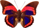 Скачать PNG картинку на прозрачном фоне бабочка, вид сверху, сине-красная