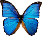 Скачать PNG картинку на прозрачном фоне бабочка, вид сверху, синяя