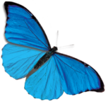 Скачать PNG картинку на прозрачном фоне бабочка вид сверху, синяя