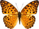Скачать PNG картинку на прозрачном фоне бабочка, желтая с черными пятнами, вид сверху