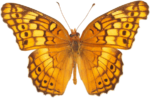 Скачать PNG картинку на прозрачном фоне бабочка желтая, сверху