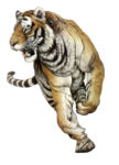 Скачать PNG картинку на прозрачном фоне бег, вправо тигр, рисунок, нарисованный